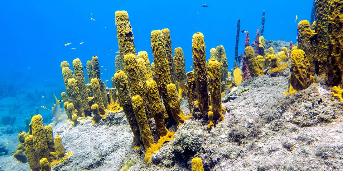 Soft coral on Champagne Reef near Roseau, Dominica